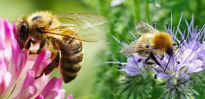 Как разводить пчёл своими силами, с чего начать?