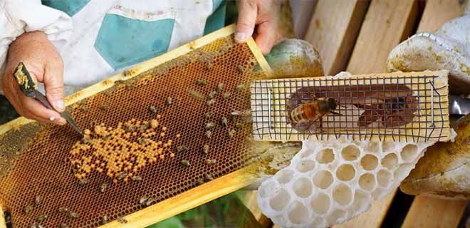 Как разводить пчёл своими силами, с чего начать?