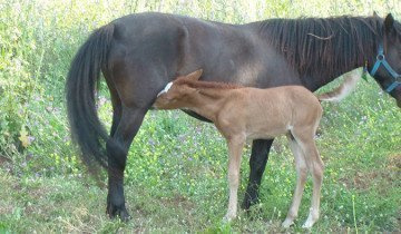 Как рожают лошади