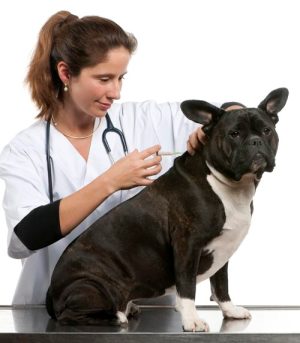 Как сделать укол собаке внутримышечно в бедро или плечо правильно, куда вводить инъекцию подкожно в холку