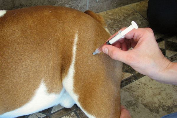 Как сделать укол собаке внутримышечно в бедро или плечо правильно, куда вводить инъекцию подкожно в холку