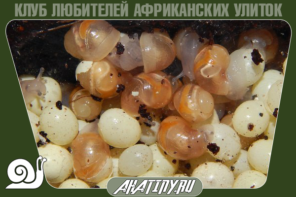 Как содержать и выращивать яйца улитки ахатин