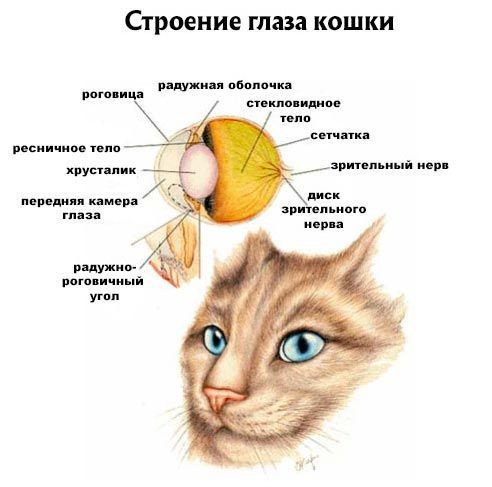 Как видят кошки