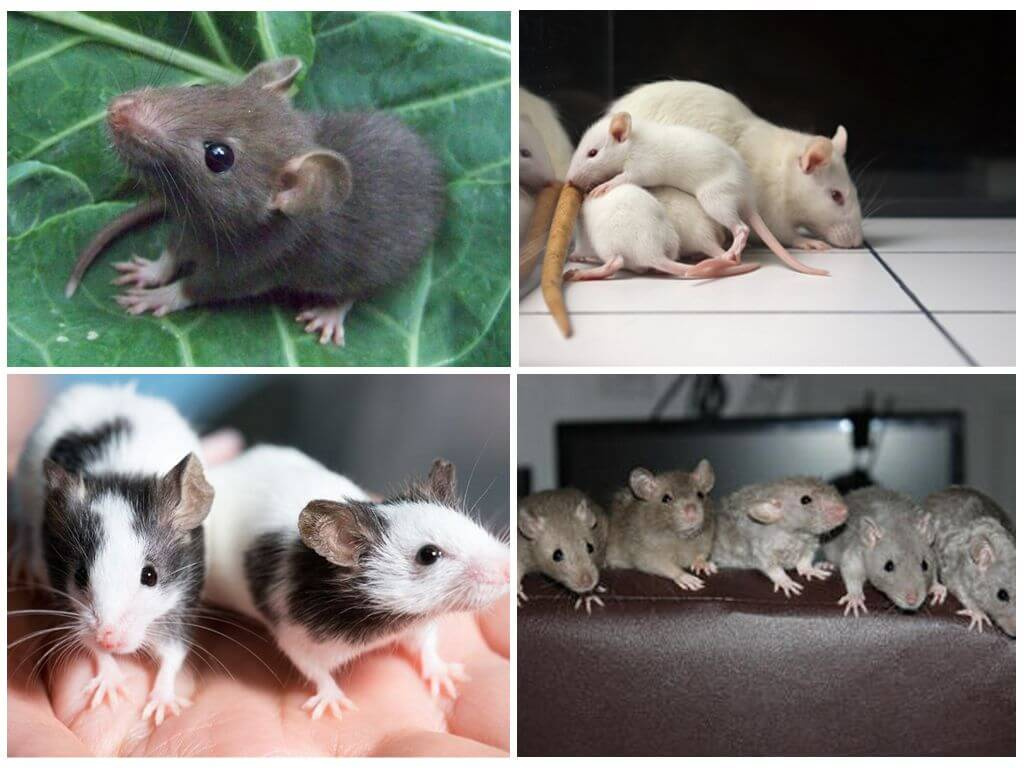 Как выглядят маленькие крысы