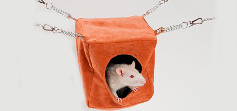 Как вывести блох у домашней крысы: лучшие средства от вредителя