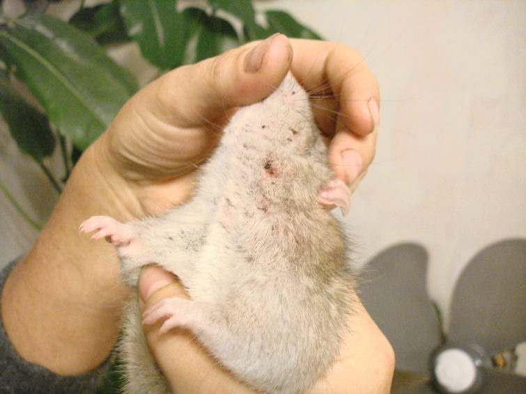 Как вывести блох у домашней крысы: лучшие средства от вредителя