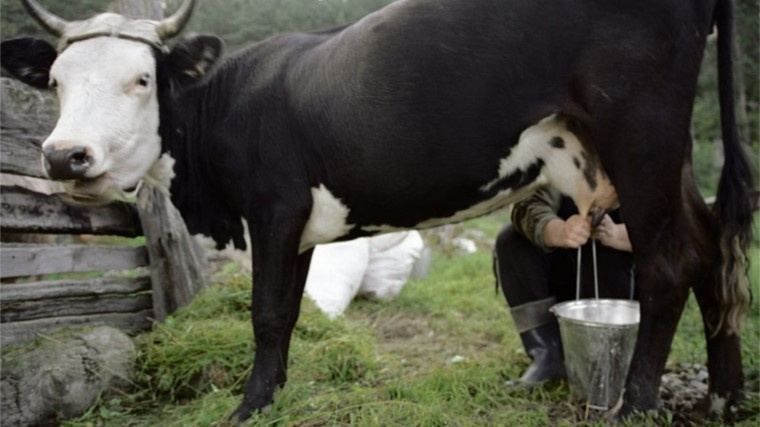 Как запустить корову летом