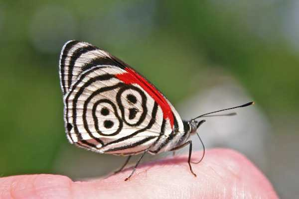 Какие бывают бабочки