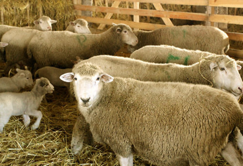 Какие бывают и как выбрать овцу