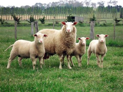 Какие бывают и как выбрать овцу