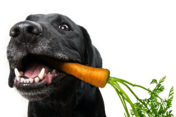 Какие овощи и фрукты можно собаке, а какие нельзя