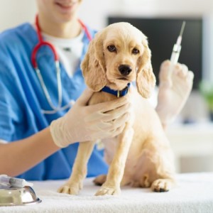 Какие прививки нужно делать щенку: до года, в возрасте 2 месяца, дома и в клинике