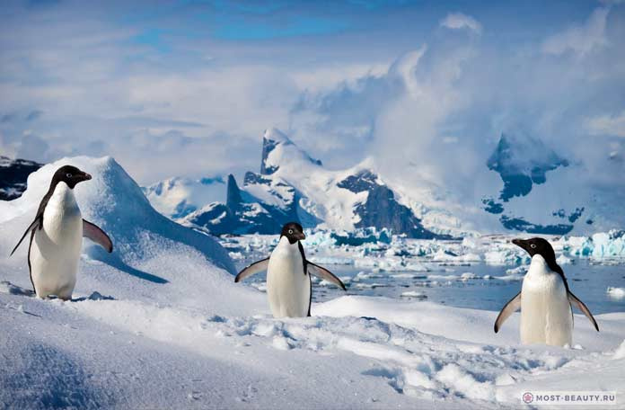 Какие животные живут в Антарктиде