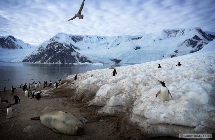 Какие животные живут в Антарктиде
