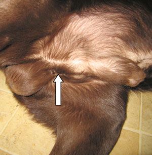 Кастрация собак: плюсы и минусы, в каком возрасте делают, техника и уход после операции