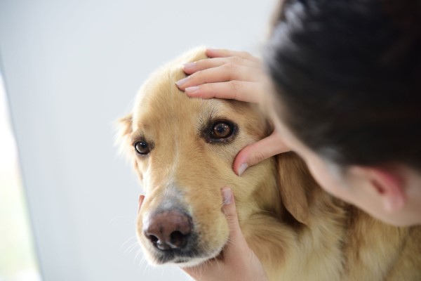 Катаракта у собак: симптомы и лечение, причины заболевания, генетическая предрасположенность