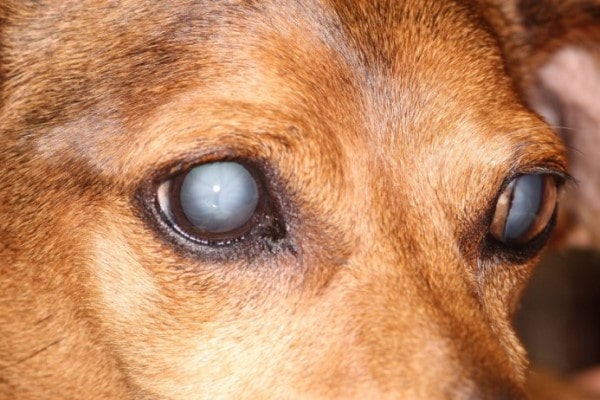 Катаракта у собак: симптомы и лечение, причины заболевания, генетическая предрасположенность
