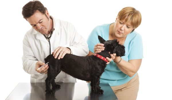 Когда делать первую прививку щенку, какую и в каком возрасте от бешенства, подготовка