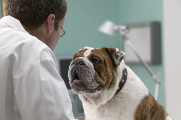 Когда можно стерилизовать собаку - показания к операции, ее плюсы и минусы, уход и возможные последствия