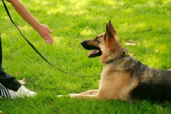 Команды для собак: список и как научить жестами, для выполнения и дрессировки
