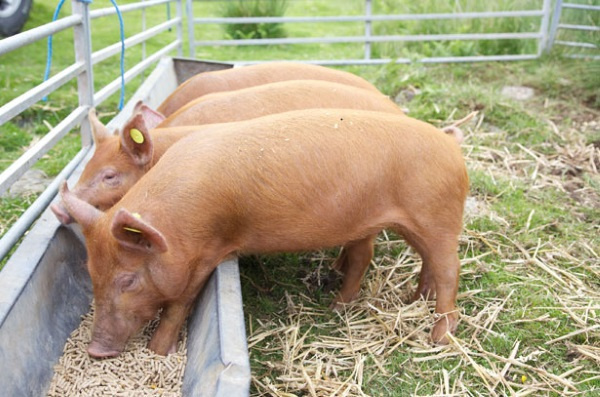 Комбикорма для свиней состав и виды