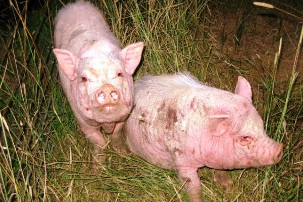 Кожные болезни свиней