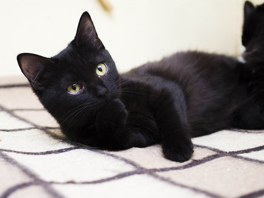 Ищу черную кошку. Черный котенок подросток. Черный котенок с полосками. Черные коты подростки. Кошка подросток.