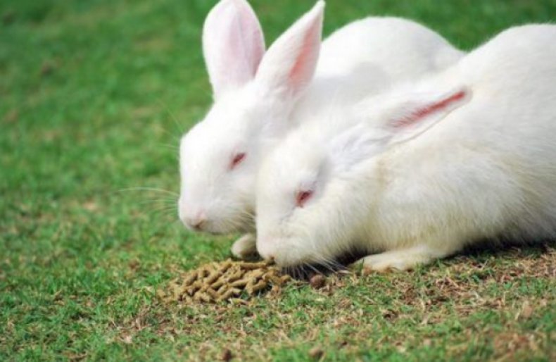 Кролики хиколь и хиплус: описание породы
