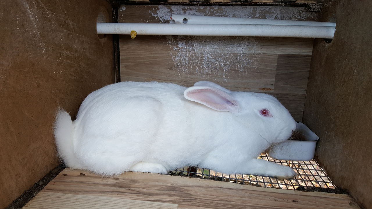 Кролики хиколь и хиплус: описание породы