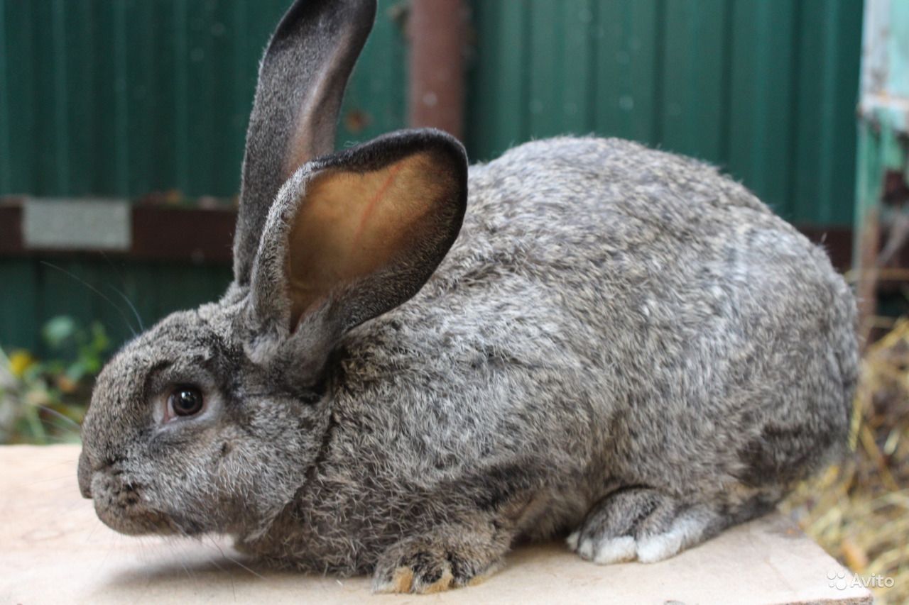 Кролики великаны: описание породы