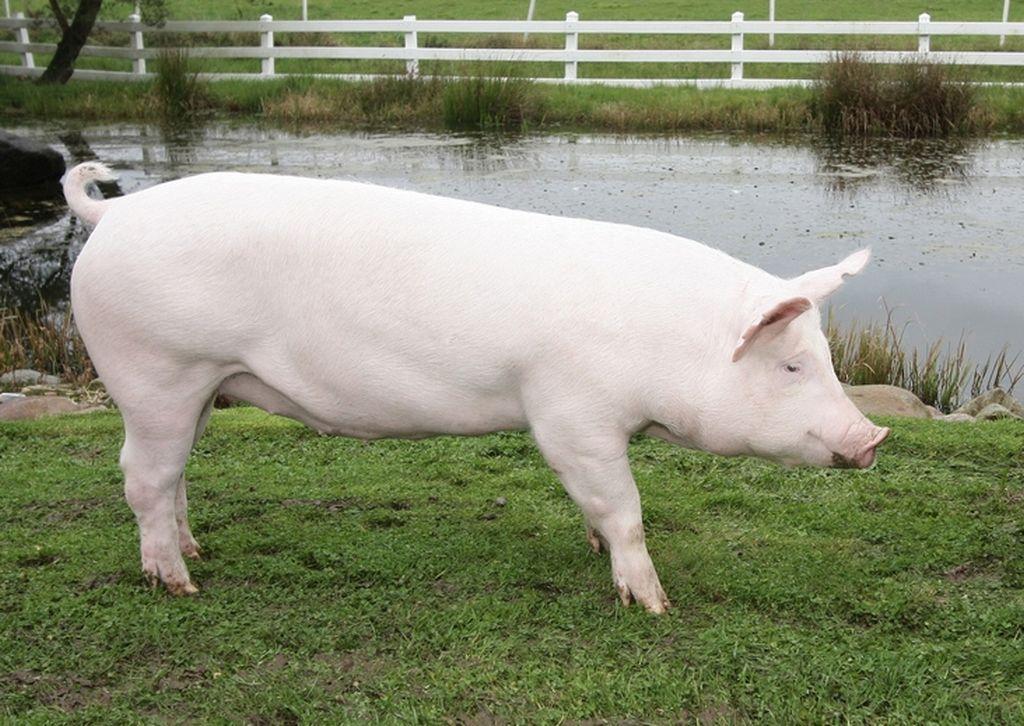 Крупные белые свиньи: подробный обзор породы
