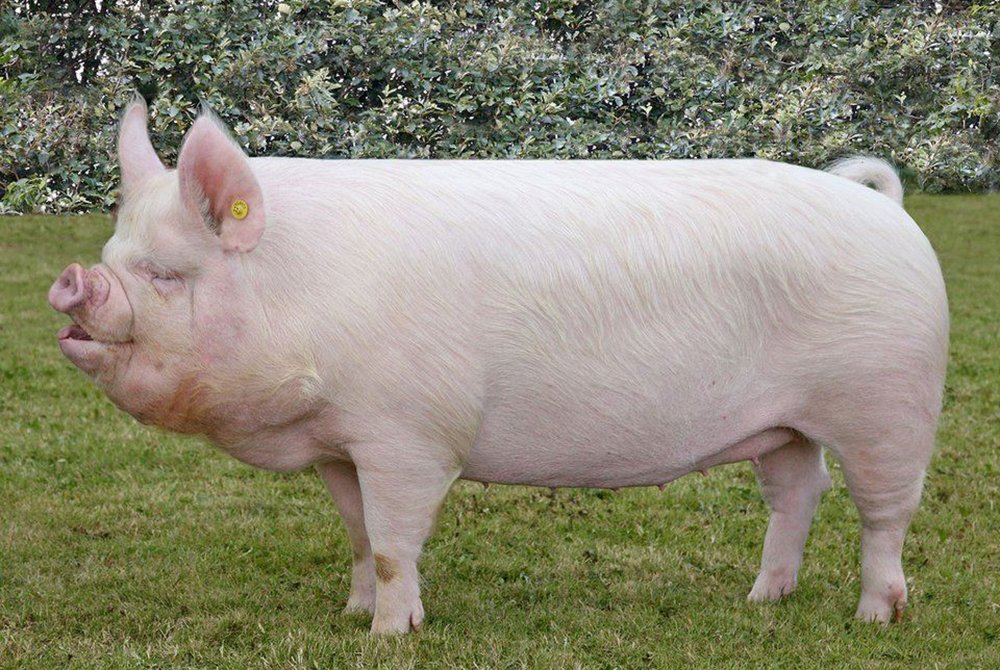 Крупные белые свиньи: подробный обзор породы