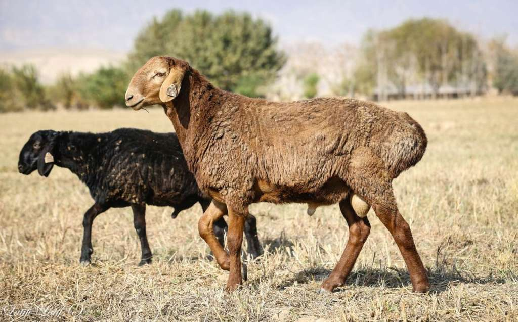 Курдючные овцы
