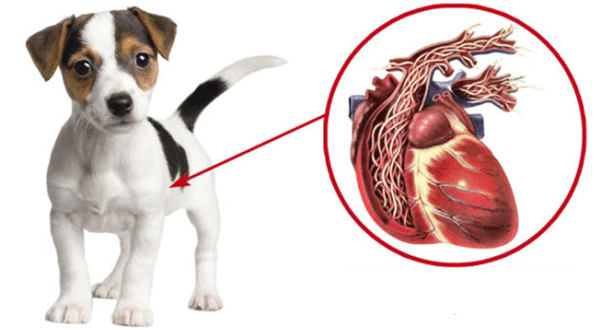 Лечение дирофиляриоза у собак, симптомы, диагностика, профилактика, наглядные фото