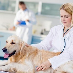 Лечение мастита у собаки в домашних условиях, фото, симптомы и признаки