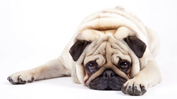 Лептоспироз у собак: симптомы и лечение, признаки, профилактика, передается человеку