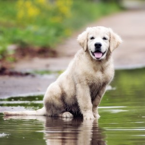 Лептоспироз у собак: симптомы и лечение, признаки, профилактика, передается человеку