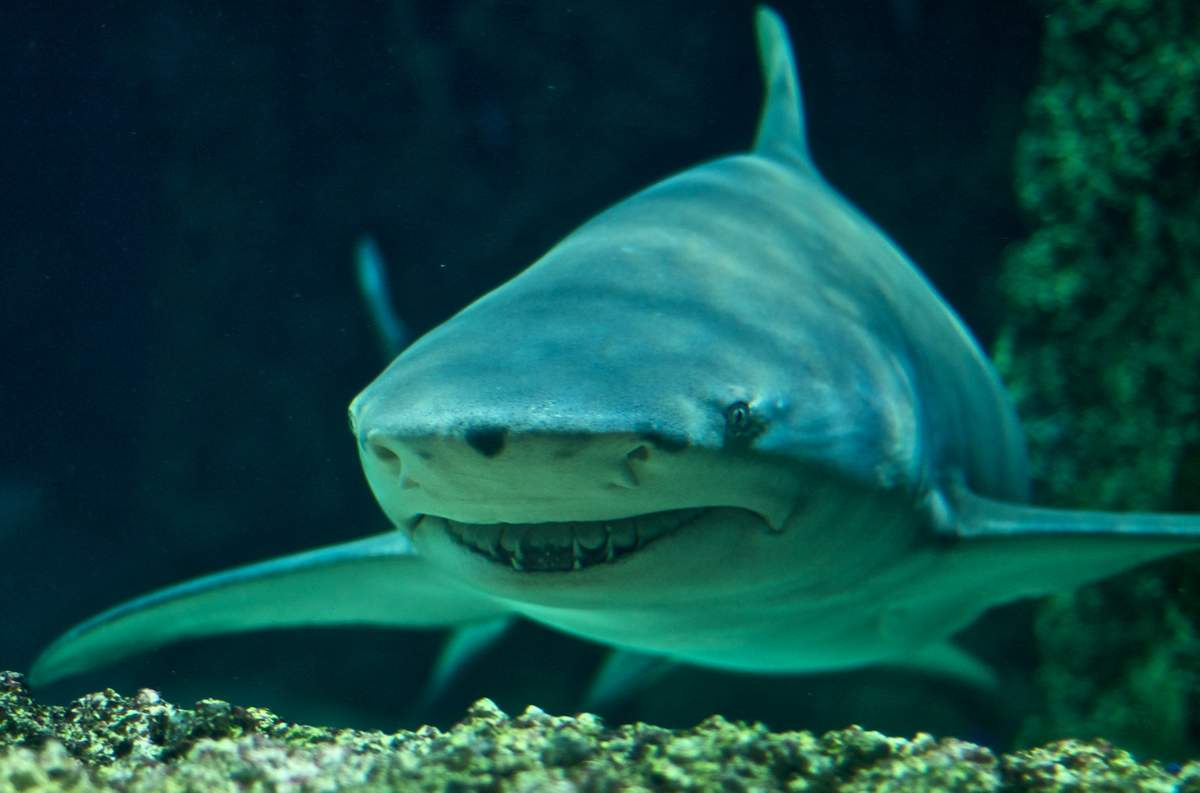 Лимонная акула – острозубая хищница
