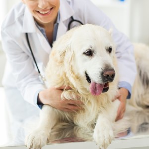 Ложная беременность у собаки: что делать, как распознать симптомы и признаки, лечение и сколько длится псевдощенность