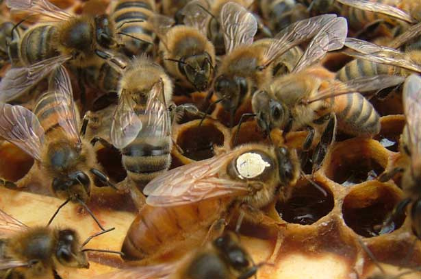 Матка пчелы
