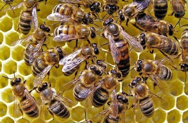 Матка пчелы