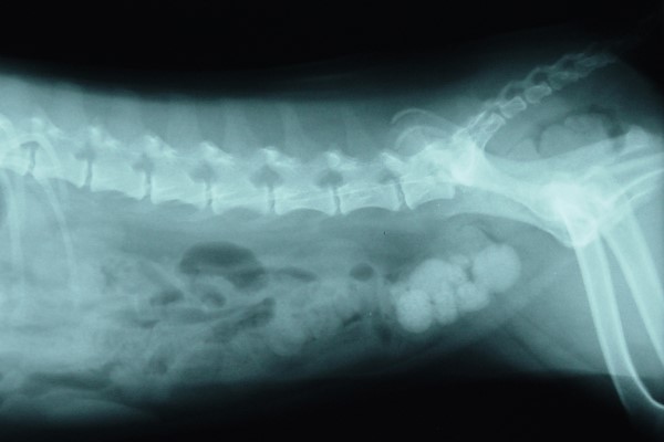 Мочекаменная болезнь у собак: симптомы и лечение, какие породы находятся в зоне риска