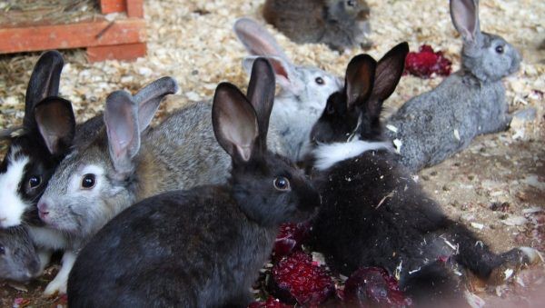Можно ли давать кроликам красную свеклу и сырую картошку