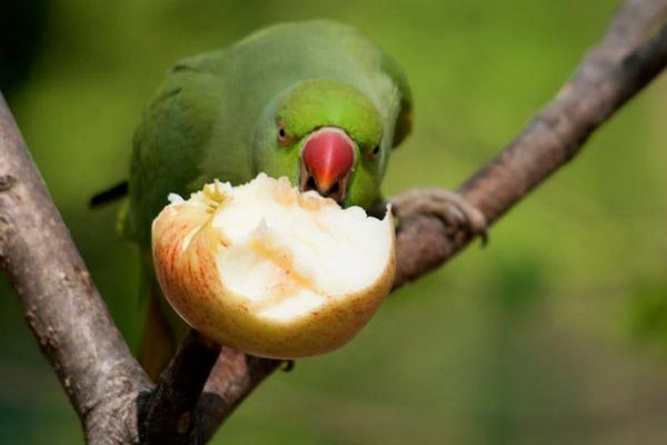 Можно ли давать попугаям яблоки
