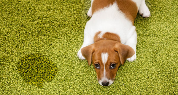 Недержание мочи у собаки: причины, лечение, появление патологии после стерилизации