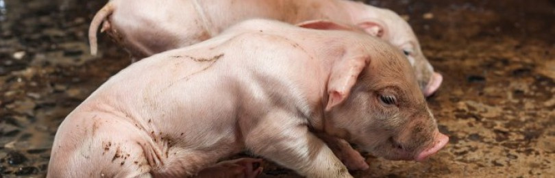Нормальная температура тела у свиней