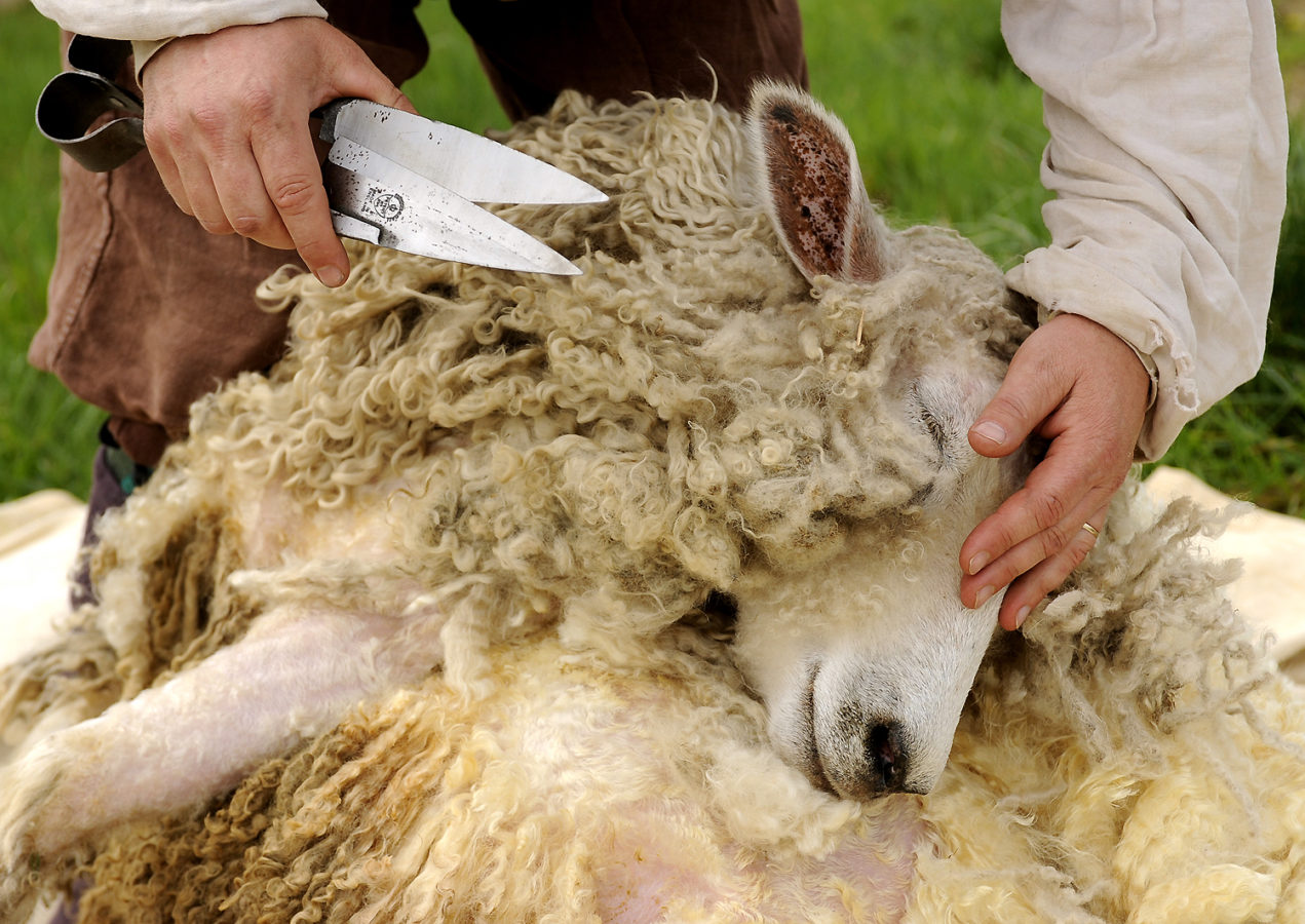 Ножницы для стрижки овец