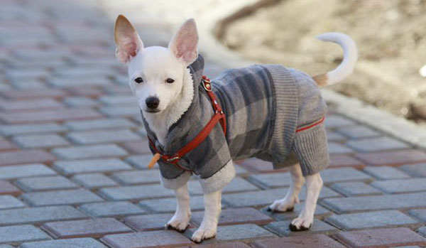 Одежда для собак своими руками: выкройки для больших и маленьких пород, удобный покрой, как сшить комбинезон, жилетку