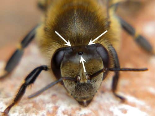 Особенности зрения у пчел – как они видят мир?