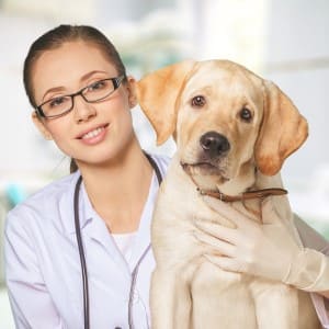 Панкреатит у собак: симптомы и лечение, причины, кормление, острый тип заболевания